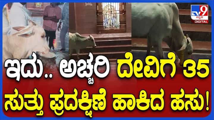 ಕೊಪ್ಪಳದ ಯರಡೋಣ ಗ್ರಾಮದಲ್ಲಿ ಪ್ರತಿದಿನ ದೇವಸ್ಥಾನದ ಪ್ರದಕ್ಷಿಣೆ ಹಾಕುತ್ತಿರುವ ಗೂಳಿ, ಜನರಲ್ಲಿ ಅಚ್ಚರಿ ಕೊಪ್ಪಳದ ಯರಡೋಣ ಗ್ರಾಮದಲ್ಲಿ ಪ್ರತಿದಿನ ದೇವಸ್ಥಾನದ ಪ್ರದಕ್ಷಿಣೆ ಹಾಕುತ್ತಿರುವ ಗೂಳಿ, ಜನರಲ್ಲಿ ಅಚ್ಚರಿ