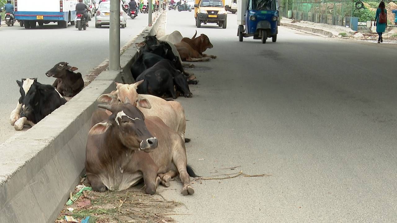 ಕೋರಮಂಗಲದ ಸರ್ಜಾಪುರ ಮುಖ್ಯ ರಸ್ತೆಯ ಮಧ್ಯದಲ್ಲೆ ಬೀದಾಡಿ ದನಗಳು ಕುಳಿತುಕೊಂಡಿರುತ್ತವೆ. ಇದರಿಂದ ವಾಹನ ಸವಾರರಿಗೆ ತೊಂದರೆ ಆಗುತ್ತಿದೆ. ಹೀಗಿದ್ದರು. ಕೂಡ ಪಾಲಿಕೆ ಅಧಿಕಾರಿಗಳು ಬೀದಿ ದನಗಳ ಕಂಟ್ರೊಲ್ ಮಾಡುತ್ತಿಲ್ಲ ಎಂದು ಆಟೋ ಚಾಲಕ ಸೋಮಶೇಖರ್​ ಎಂಬುವವರು ಆಕ್ರೋಶ ಹೊರ ಹಾಕಿದ್ದಾರೆ.