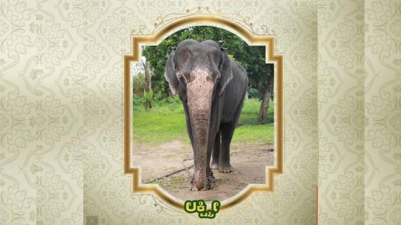 Mysore Dasara 2024: Know the information about Mysore Dsarara Elephants