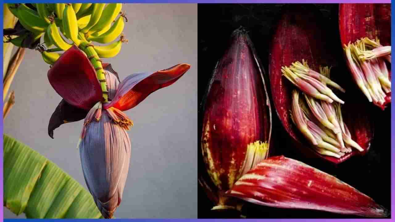 Banana Flower: ಈ ರೋಗಗಳು ಬರದಂತೆ ತಡೆಯಲು ಬಾಳೆ ಹೂವನ್ನು ಸೇವನೆ ಮಾಡಿ