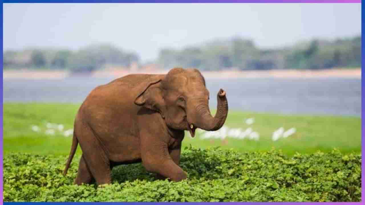 World Elephant Day 2024 : ನೆನಪಿನ ಶಕ್ತಿಯಲ್ಲಿ ಮನುಷ್ಯನನ್ನೇ ಮೀರಿಸುವ ಗಜರಾಜನ ಬಗೆಗಿನ ಆಸಕ್ತಿದಾಯಕ ವಿಷಯಗಳಿವು