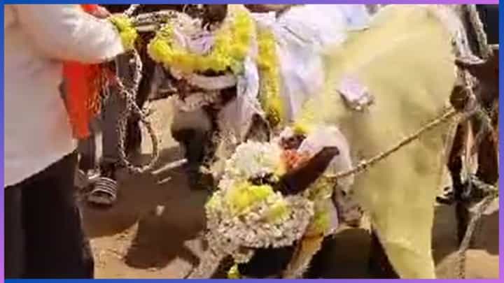 Donkey Marriage: ಮಳೆಗಾಗಿ ಕತ್ತೆಗೆ ಮದುವೆ ಮಾಡಿದ ಗ್ರಾಮಸ್ಥರು, ಇಲ್ಲಿದೆ ವಿಡಿಯೋ Donkey Marriage: ಮಳೆಗಾಗಿ ಕತ್ತೆಗೆ ಮದುವೆ ಮಾಡಿದ ಗ್ರಾಮಸ್ಥರು, ಇಲ್ಲಿದೆ ವಿಡಿಯೋ