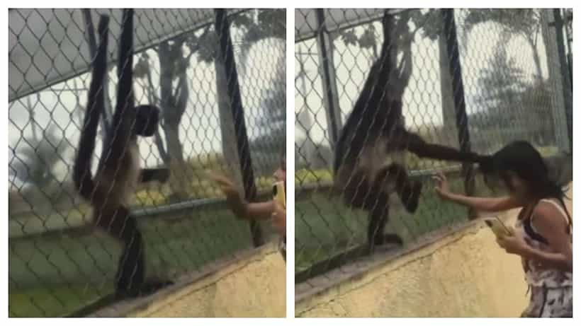 Video Viral: ಕೋತಿ ಜೊತೆಯೇ ಚೇಷ್ಟೆ ಮಾಡಲು ಹೋದ್ರೆ ಏನಾಗುತ್ತೆ ನೋಡಿ; ವಿಡಿಯೋ ವೈರಲ್