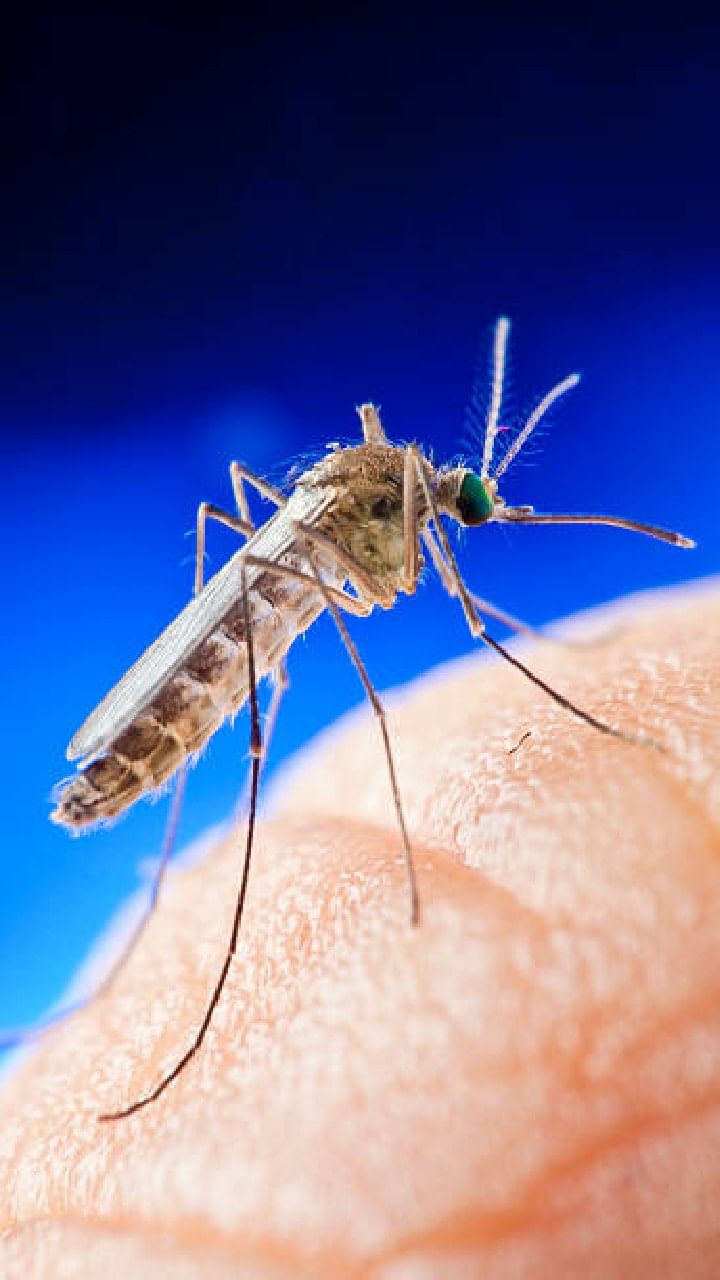 mosquito