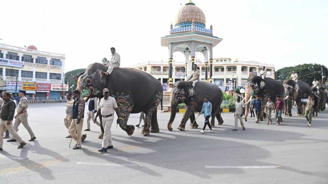 Mysore Dasara 2024: Know the information about Mysore Dsarara Elephants