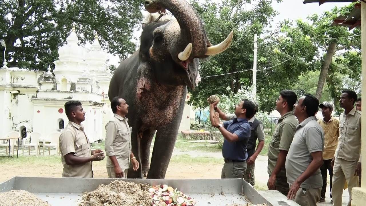 ಪ್ರತಿ ನಿತ್ಯ ಒಂದು ಗಂಡು ಆನೆಗೆ 650 ರಿಂದ 750 ಕೆಜಿ ಆಹಾರ ಕೊಡಲಾಗುತ್ತಿದೆ. ಹೆಣ್ಣು ಆನೆಗೆ 450 ರಿಂದ 500 ಕೆಜಿ ಆಹಾರ ನೀಡಲಾಗುತ್ತಿದೆ. ಒಂದು ಆನೆಗೆ ಪ್ರತಿನಿತ್ಯ 6 ರಿಂದ 7 ಕೆಜಿ ಪ್ರೋಟಿನ್ ಯುಕ್ತ ಆಹಾರ ನೀಡಲಾಗುತ್ತಿದೆ.