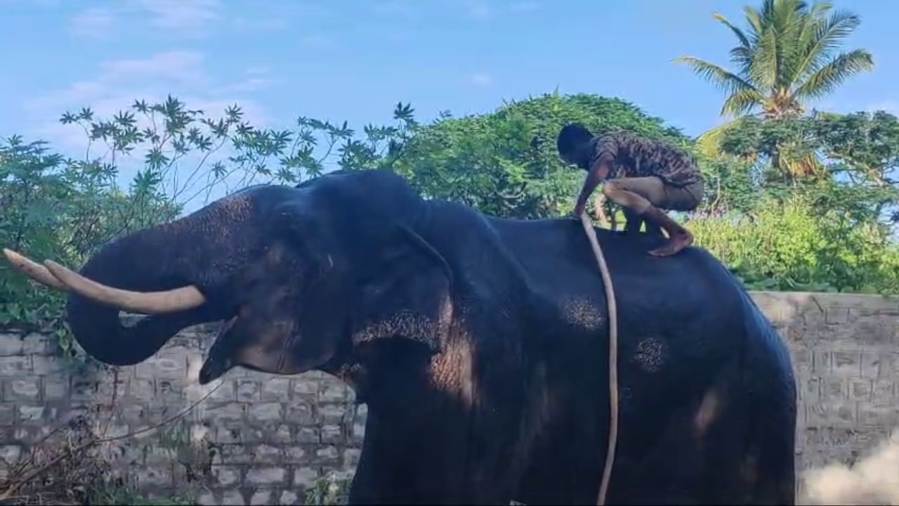 ಸುತ್ತಮುತ್ತಲ ಗ್ರಾಮಸ್ಥರು ಸಾವಿರಾರು ಸಂಖ್ಯೆಯಲ್ಲಿ ಜಮಾಯಿಸಿದ್ದರಿಂದ ಹಬ್ಬದ ವಾತಾವರಣ ನಿರ್ಮಾಣವಾಗಿತ್ತು. ಮೆರವಣಿಗೆಯ ದಾರಿಯ ಇಕ್ಕೆಲಗಳಲ್ಲಿ ವಿವಿಧ ಆಹಾರ ಪದಾರ್ಥಗಳು, ಅಕ್ಕಿ, ಹಣ್ಣಿನ ರಸ, ಕಬ್ಬಿನ ರಸ, ಹೂವುಗಳು ಮತ್ತು ಆಟಿಕೆಗಳನ್ನು ಮಾರಾಟ ಮಾಡುವ ಅಂಗಡಿಗಳೂ ಇದ್ದವು. ಸದ್ಯ ಅಶೋಕಪುರಂ ಅರಣ್ಯ ಭವನದಲ್ಲಿ ಆನೆಗಳು ರಿಲ್ಯಾಕ್ಸ್​ ಮೂಡ್​​ನಲ್ಲಿವೆ.