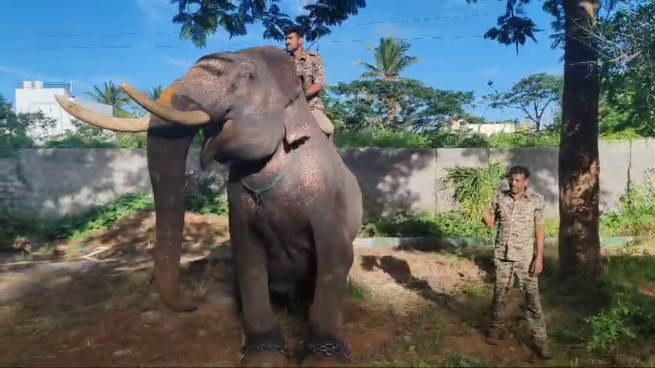 ಶುಕ್ರವಾರ ಗಜಪಡೆ ಅರಣ್ಯ ಭವನದಿಂದ ಅರಮನೆಗೆ ತೆರಳಲಿದೆ. ಅರಣ್ಯ ಭವನದಿಂದ ನಡಿಗೆ ಮೂಲಕ ಅರಮನೆಗೆ ಆನೆಗಳ ತಂಡ ತೆರಳಲಿದೆ. ನಂತರ ಆನೆಗಳ ತರಬೇತಿ ಪ್ರಕ್ರಿಯೆ ಆರಂಭವಾಗಲಿದೆ. ಸದ್ಯ 9 ಆನೆಗಳ ತಂಡ ಇದ್ದು, ಎರಡನೇ ಹಂತದಲ್ಲಿ 5 ಆನೆಗಳು ಮೈಸೂರಿಗೆ ಆಗಮಿಸಲಿವೆ.