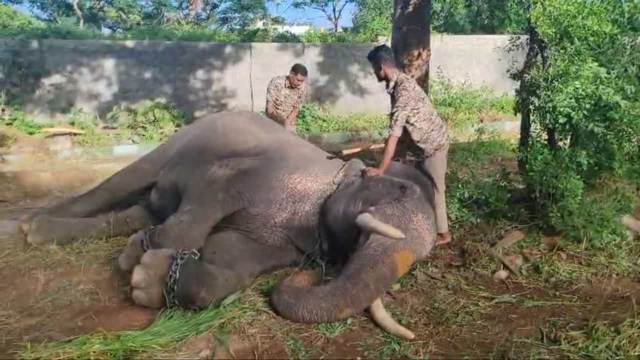 ಮೈಸೂರಿನ ಅಶೋಕಪುರಂ ಅರಣ್ಯ ಭವನದಲ್ಲಿ ಅಭಿಮನ್ಯು ನೇತೃತ್ವದ 9 ಆನೆಗಳ ಹಾಗೂ ಅವುಗಳ ಮಾವುತರ ವಾಸ್ತವ್ಯಕ್ಕೆ ವ್ಯವಸ್ಥೆ ಮಾಡಲಾಗಿದೆ. ಆನೆಗಳಿಗೆ ಅರಣ್ಯ ಭವನದಲ್ಲೇ ಆಹಾರ, ವಾಕಿಂಗ್ಗೆ ವ್ಯವಸ್ಥೆ ಮಾಡಲಾಗಿದೆ.