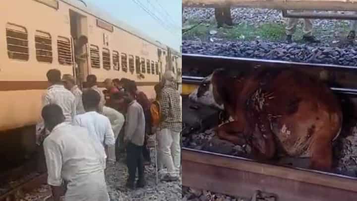 ರಾಯಚೂರಿನಲ್ಲಿ ರೈಲಿನ ಕೆಳಗೆ ಸಿಲುಕಿದ್ದ ಹಸು ರಕ್ಷಣೆ: ಕೆಲವೇ ಕ್ಷಣಗಳಲ್ಲಿ ಸಾವು ರಾಯಚೂರಿನಲ್ಲಿ ರೈಲಿನ ಕೆಳಗೆ ಸಿಲುಕಿದ್ದ ಹಸು ರಕ್ಷಣೆ: ಕೆಲವೇ ಕ್ಷಣಗಳಲ್ಲಿ ಸಾವು
