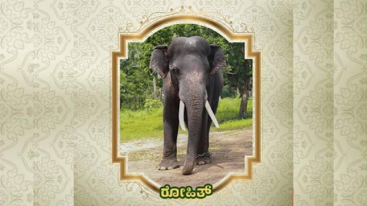 Mysore Dasara 2024: Know the information about Mysore Dsarara Elephants