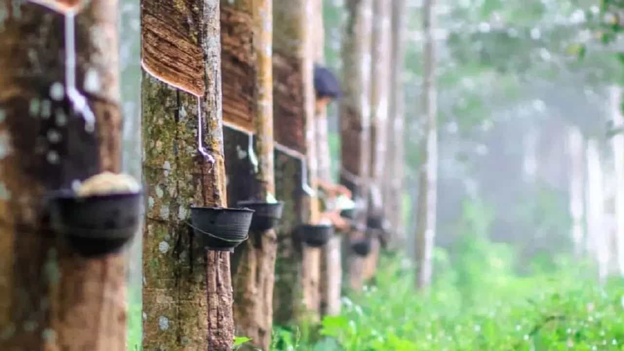 ಮಂಗಳೂರು: ಬೆಳೆಗಾರರಿಗೆ ಬಂಪರ್, ರಬ್ಬರ್ ಬೆಲೆ 12 ವರ್ಷಗಳ ನಂತರ ಗರಿಷ್ಠ ಮಟ್ಟದಲ್ಲಿ ಹೆಚ್ಚಳ ಮಂಗಳೂರು: ಬೆಳೆಗಾರರಿಗೆ ಬಂಪರ್, ರಬ್ಬರ್ ಬೆಲೆ 12 ವರ್ಷಗಳ ನಂತರ ಗರಿಷ್ಠ ಮಟ್ಟದಲ್ಲಿ ಹೆಚ್ಚಳ