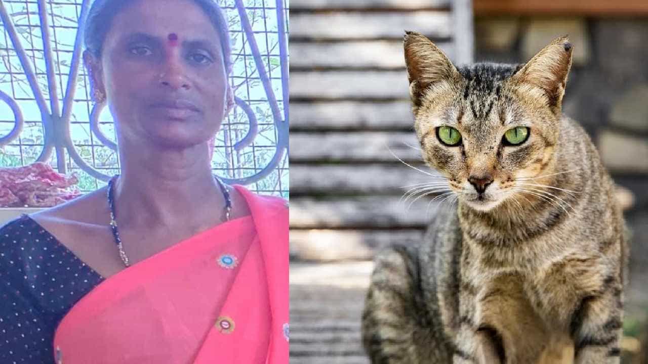 ಸಾಕು ಬೆಕ್ಕು ಕಚ್ಚಿ ಮಹಿಳೆ ಸಾವನ್ನಪ್ಪಿದ ಘಟನೆ ಶಿವಮೊಗ್ಗದಲ್ಲಿ ನಡೆದಿದೆ. ಇಲ್ಲಿನ ಶಿಕಾರಿಪುರ ತಾಲೂಕಿನ ತರಲಘಟ್ಟದಲ್ಲಿ ದುರ್ಘಟನೆ ಸಂಭವಿಸಿದೆ. 50 ವರ್ಷ ವಯಸ್ಸಿನ ಗಂಗೀಬಾಯಿ ಎಂಬ ಮಹಿಳೆ ಸಾವನ್ನಪ್ಪಿದ್ದಾರೆ.