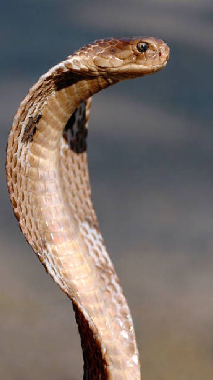 snake