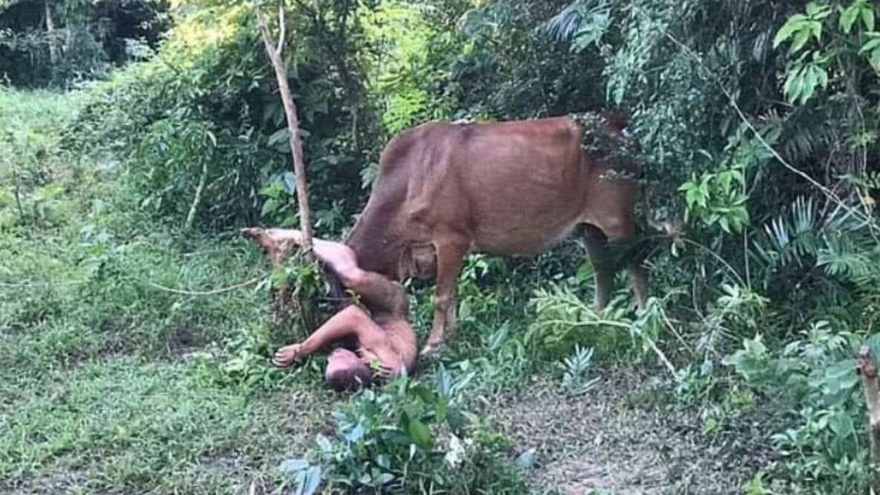 Viral Video: ಅತ್ಯಾಚಾರ ಎಸಗಲು ಮುಂದಾದ ಕಾಮಾಂಧನನ್ನು ಕೊಂಬಿನಿಂದ ತಿವಿದು ಬಿಸಾಕಿದ ಹಸು; ವಿಡಿಯೋ ವೈರಲ್ Viral Video: ಅತ್ಯಾಚಾರ ಎಸಗಲು ಮುಂದಾದ ಕಾಮಾಂಧನನ್ನು ಕೊಂಬಿನಿಂದ ತಿವಿದು ಬಿಸಾಕಿದ ಹಸು; ವಿಡಿಯೋ ವೈರಲ್