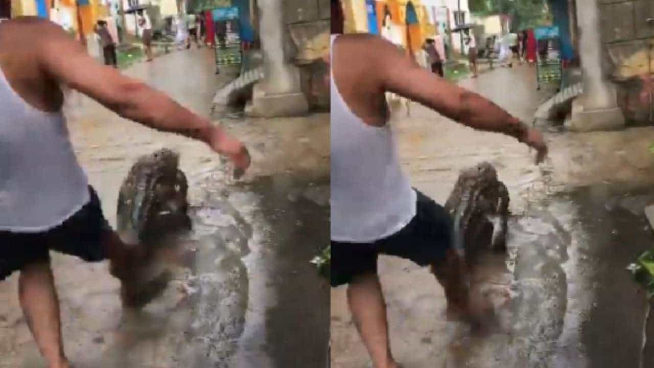 Video Viral: ಧಾರಾಕಾರ ಮಳೆಗೆ ಹಳ್ಳಿಗೆ ಬಂದ ಮೊಸಳೆ; ಕಾಲಿನಲ್ಲಿ ಒದ್ದು ಓಡಿಸಿದ ವ್ಯಕ್ತಿ Video Viral: ಧಾರಾಕಾರ ಮಳೆಗೆ ಹಳ್ಳಿಗೆ ಬಂದ ಮೊಸಳೆ; ಕಾಲಿನಲ್ಲಿ ಒದ್ದು ಓಡಿಸಿದ ವ್ಯಕ್ತಿ