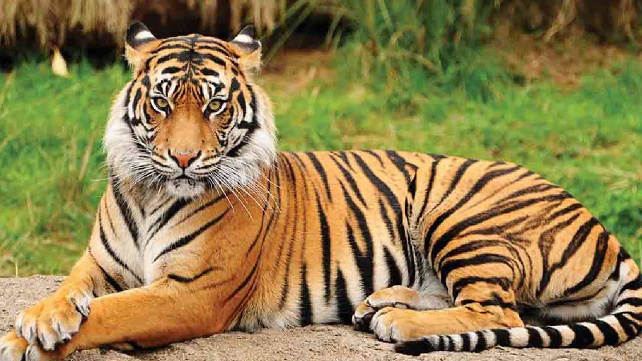 Tiger Attack: ಮಧ್ಯಪ್ರದೇಶದಲ್ಲಿ ಹುಲಿ ದಾಳಿಗೆ ಮಹಿಳೆ ಬಲಿ Tiger Attack: ಮಧ್ಯಪ್ರದೇಶದಲ್ಲಿ ಹುಲಿ ದಾಳಿಗೆ ಮಹಿಳೆ ಬಲಿ