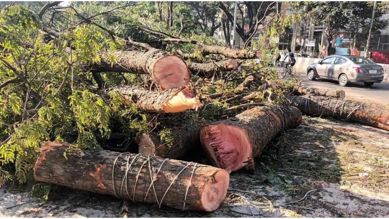 ಇನ್ನುಮುಂದೆ ಅಕ್ರಮವಾಗಿ ಮರ ಕಡಿದು ಮಾರಾಟ ಮಾಡಿದ್ರೆ 50 ಸಾವಿರ ರೂ. ದಂಡ ಇನ್ನುಮುಂದೆ ಅಕ್ರಮವಾಗಿ ಮರ ಕಡಿದು ಮಾರಾಟ ಮಾಡಿದ್ರೆ 50 ಸಾವಿರ ರೂ. ದಂಡ