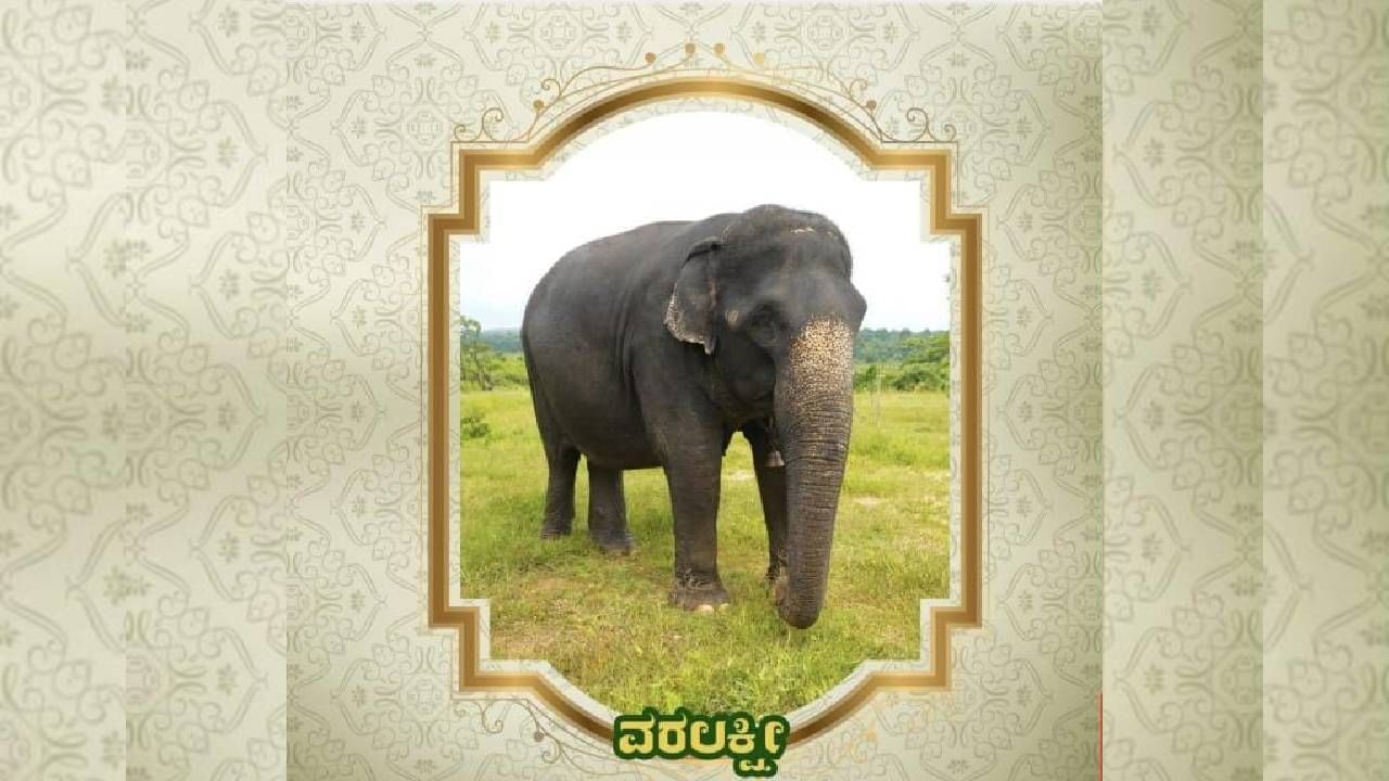 Mysore Dasara 2024: Know the information about Mysore Dsarara Elephants