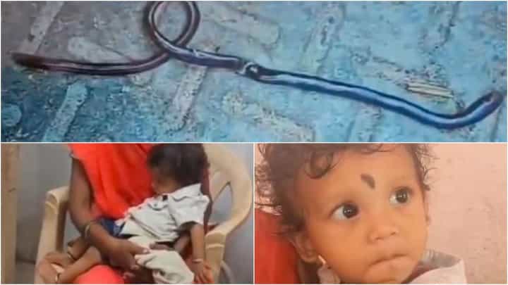 Video: ಆಟಿಕೆ ಎಂದು ಭಾವಿಸಿ ಹಾವನ್ನು ಕಚ್ಚಿ ಕೊಂದ 1 ವರ್ಷದ ಮಗು Video: ಆಟಿಕೆ ಎಂದು ಭಾವಿಸಿ ಹಾವನ್ನು ಕಚ್ಚಿ ಕೊಂದ 1 ವರ್ಷದ ಮಗು