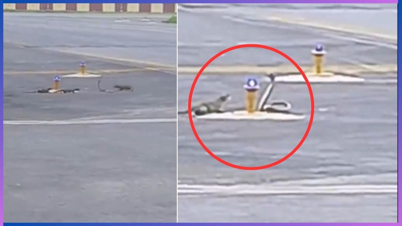 Video: ಪಾಟ್ನಾ ಏರ್ಪೋರ್ಟ್ನಲ್ಲಿ ಹಾವು-ಮುಂಗುಸಿ ಕಾಳಗ; ವೈರಲ್ ಆಯ್ತು ರೋಚಕ ವಿಡಿಯೋ Video: ಪಾಟ್ನಾ ಏರ್ಪೋರ್ಟ್ನಲ್ಲಿ ಹಾವು-ಮುಂಗುಸಿ ಕಾಳಗ; ವೈರಲ್ ಆಯ್ತು ರೋಚಕ ವಿಡಿಯೋ