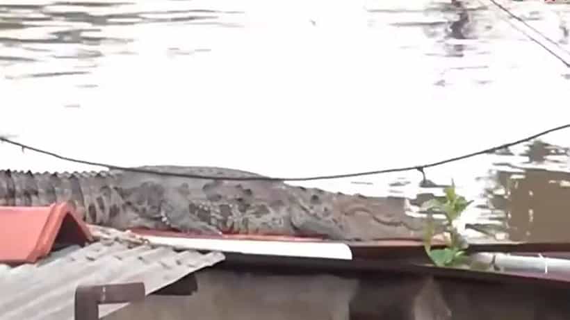 Viral Video: ಭಾರೀ ಮಳೆಗೆ ಮನೆಯ ಮೇಲ್ಛಾವಣಿಯ ಮೇಲೆ ಮೊಸಳೆ ಪತ್ತೆ; ವಿಡಿಯೋ ವೈರಲ್