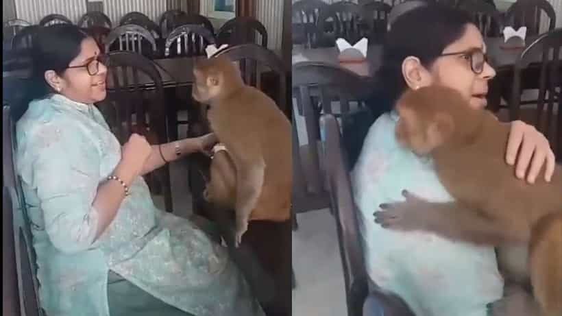 Video Viral: ರಾಮ ನಾಮ ಹಾಡುತ್ತಿದ್ದಂತೆ ಮಹಿಳೆಯನ್ನು ತಬ್ಬಿಕೊಂಡ ಕೋತಿ