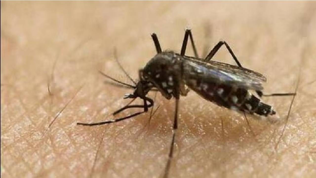 Zika Virus: ಪುಣೆಯಲ್ಲಿ ಝಿಕಾ ವೈರಸ್ನಿಂದ 4 ಮಂದಿ ಸಾವು, ಜೂನ್ನಿಂದ ಇಲ್ಲಿಯವರೆಗೆ 66 ಪ್ರಕರಣಗಳು ದೃಢ Zika Virus: ಪುಣೆಯಲ್ಲಿ ಝಿಕಾ ವೈರಸ್ನಿಂದ 4 ಮಂದಿ ಸಾವು, ಜೂನ್ನಿಂದ ಇಲ್ಲಿಯವರೆಗೆ 66 ಪ್ರಕರಣಗಳು ದೃಢ