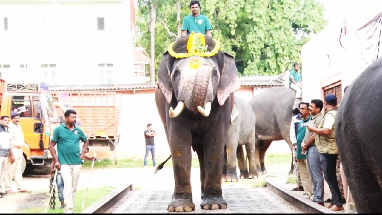 ಇದೀಗ ನಾಡಹಬ್ಬ ದಸರೆ ಸಿದ್ದತೆ ಕಳೆಗಟ್ಟಿದ್ದು, ಕಾಡಿನಿಂದ ನಾಡಿಗೆ ಬಂದಿರುವ ಗಜಪಡೆಗೆ ರಾಜಾತೀಥ್ಯ, ಪ್ರತಿದಿನ‌ ಭೂರಿ ಭೋಜನ ನೀಡಲಾಗುತ್ತಿದೆ. ಜೊತೆಗೆ ಇಷ್ಟು ದಿನ ಕಾಡಿನಲ್ಲಿದ್ದ ದಸರಾ ಆನೆಗಳಿಗೆ ನಾಡಿನ ಜೊತೆ ಹೊಂದಾಣಿಕೆ ಮಾಡಿಸುವುದಲ್ಲಿ ಮಾವುತರು ತೊಡಗಿದ್ದಾರೆ.