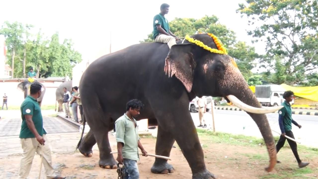 ದಸರಾ ಹಿನ್ನಲೆ ಸಾಂಸ್ಕೃತಿಕ ನಗರಿ ಮೈಸೂರಿನ ಅರಮನೆ ಅಂಗಳದಲ್ಲಿ ಬೀಡು ಬಿಟ್ಟಿರುವ ಕ್ಯಾಪ್ಟನ್ ಅಭಿಮನ್ಯು ಟೀಂಗೆ ಪೌಷ್ಟಿಕ ಆಹಾರ ಕೊಡುವುದರ ಜೊತೆಗೆ ತಾಲೀಮು ಕೂಡ ಜೋರಾಗಿದೆ. ಬೆಳಿಗ್ಗೆ, ಸಂಜೆ ಕ್ಯಾಪ್ಟನ್ ಅಭಿಮನ್ಯು ಟೀಂ‌ ಮೈಸೂರಿನ ಅಂಬಾವಿಲಾಸ ಅರಮನೆ ಅಂಗಳದಿಂದ ಚಿನ್ನದ ಅಂಬಾರಿ ಬಂದು ತಲುಪುವ ಬನ್ನಿಮಂಟಪಕ್ಕೆ ತಾಲೀಮಿನಲ್ಲಿ ತೊಡಗಿವೆ.