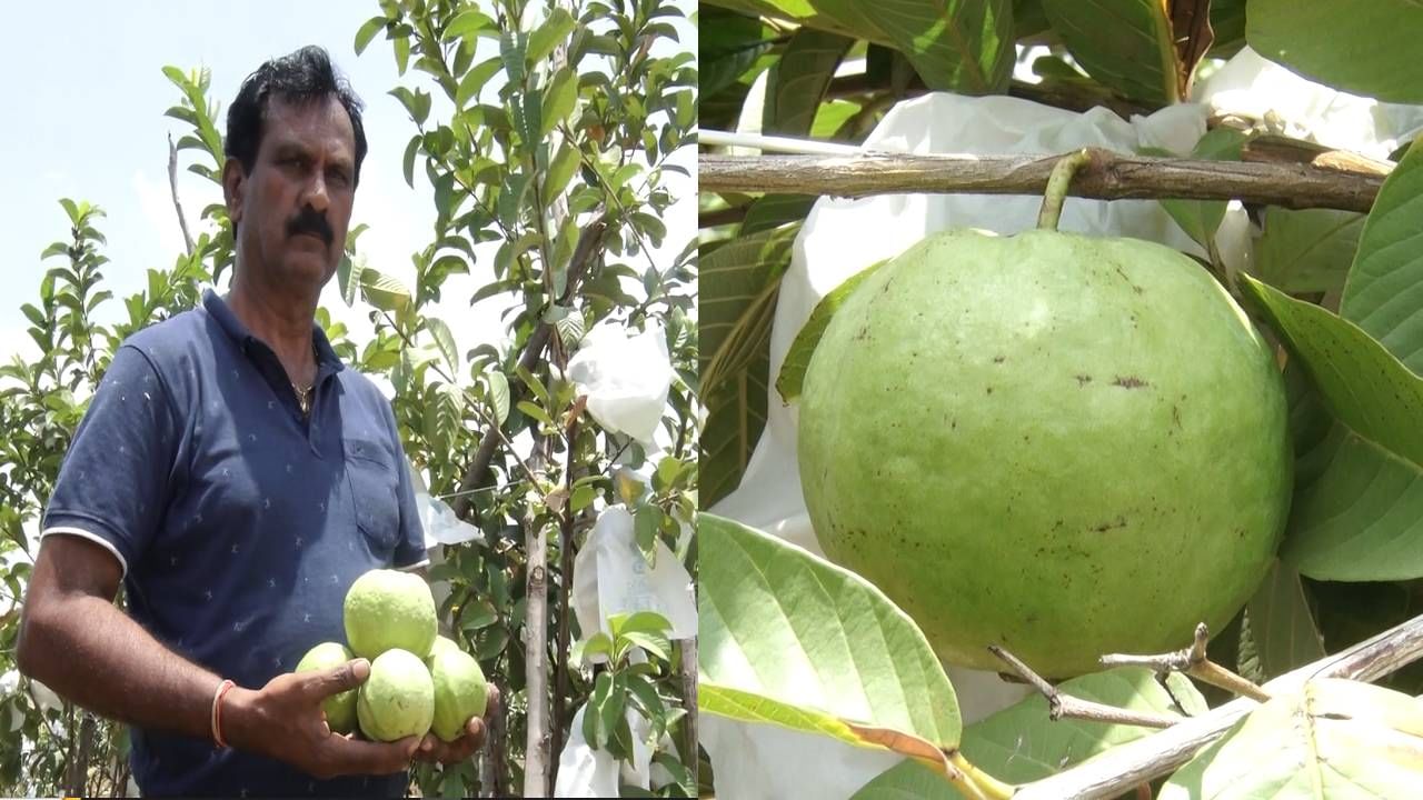 ಇನ್ನು ಕೊಂಡರಾಜನಹಳ್ಳಿ ಗ್ರಾಮದ ಮರೀಗೌಡ ಅವರಿಗೆ ಹೋಟೆಲ್​, ರಿಯಲ್​ ಎಸ್ಟೇಟ್​, ಸೇರಿದಂತೆ ಬೇರೆ ಬೇರೆ ಉದ್ಯಮಗಳಲ್ಲಿ ಅವರು ತಮ್ಮನ್ನು ತಾವು ತೊಡಗಿಸಿಕೊಂಡಿದ್ದಾರೆ. ಅದರ ಜೊತೆಗೆ ಅವರು ತಮಗಿರುವ ಕೃಷಿ ಆಸಕ್ತಿಯಿಂದಾಗಿ ತಮ್ಮ ಮನೆಯ ಬಳಿ ಇರುವ ನಾಲ್ಕು ಎಕರೆ ಪ್ರದೇಶದಲ್ಲಿ ಥೈವಾನ್​ ಲೈಟ್​ ಪಿಂಕ್​ ತಳಿಯ ಸೀಬೆಯನ್ನು ಬೆಳೆದಿದ್ದಾರೆ. ಸದ್ಯ ಎರಡು ವರ್ಷಗಳ ಕಾಲ ಸೀಬೆ ಗಿಡಗಳನ್ನು ನಿರ್ವಹಣೆ ಮಾಡಿದ ನಂತರ ಈಗ ಫಸಲು ಬರಲಾರಂಭಿಸಿದೆ.