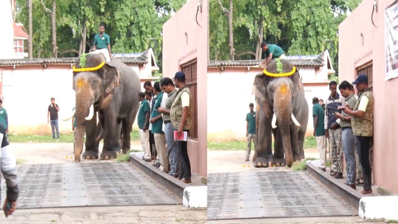 ಮೈಸೂರಿನ ದೇವರಾಜ ಮೊಹಲ್ಲಾದ ತೂಕ ಮಾಪನ ಕೇಂದ್ರದಲ್ಲಿ ಆನೆಗಳ ತೂಕ ಪರೀಕ್ಷೆ ನಡೆಸಲಾಗಿದ್ದು, ದಸರಾ ಗಜಪಡೆಯ ಕ್ಯಾಪ್ಟನ್ ಅಭಿಮನ್ಯುವಿನ ಬಳಿಕ ಅತಿ ಹೆಚ್ಚು ತೂಕವನ್ನು ಸುಗ್ರೀವ ಹೊಂದಿದ್ದಾನೆ. ಈ ಹಿನ್ನಲೆ ಮೈಸೂರಿನ ರಾಜಬೀದಿಗಳಲ್ಲಿ ಆನೆಗಳ ಗಜ ಗಾಂಭೀರ್ಯ ನಡಿಗೆಯನ್ನು ನೋಡಿ ಕಣ್ತುಂಬಿಕೊಳ್ಳಲು ಜನರು ಕಾತರದಿಂದ ಕಾಯುತ್ತಿದ್ದಾರೆ.