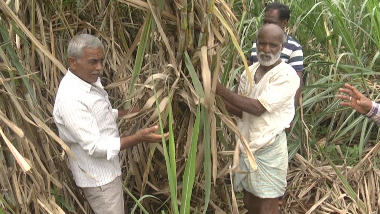  ಇನ್ನು ವಾರದ ಹಿಂದೆ ಸುರಿದ ಮಹಾ ಮಳೆಯಿಂದಾಗಿ ಜಿಲ್ಲೆಯ 5 ನೂರಕ್ಕೂ ಹೆಚ್ಚು ಹೆಕ್ಟರ್​ನಷ್ಟು ಬೆಳೆ ಹಾನಿಯಾಗಿದೆ. ಅಲ್ಲಲ್ಲಿ ಮಳೆಯ ಪ್ರಮಾಣ ಹೆಚ್ಚಾಗಿದ್ದರಿಂದ ತಗ್ಗು ಪ್ರದೇಶದ ಜಮೀನುಗಳಲ್ಲಿ ನೀರು ನಿಂತುಕೊಂಡಿದ್ದು, ಅಲ್ಪಾವಧಿಯ ಪ್ರಮುಖ ಬೆಳೆಗಳಾದ ಉದ್ದು, ಸೋಯಾ, ಹೆಸರು ಬೆಳೆಗೆ ಕುತ್ತು ತಂದಿದೆ. ಇತ್ತ ಸಾಲಾಸೋಲಾ ಮಾಡಿ ಬಿತ್ತಿದ ಬೆಳೆ ಕೈಗೆ ಬರುತ್ತೊ ಇಲಲವೋ ಎಂದು ರೈತರನ್ನ ಚಿಂತೆಗೀಡು ಮಾಡಿದೆ.