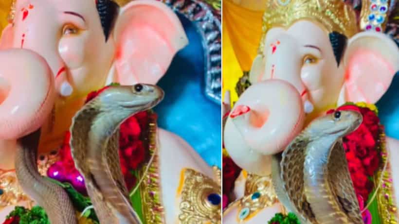 Viral Video: ಸರ ಸರನೆ ಬಂದು ಗಣಪನ ಕೊರಳಲ್ಲಿ ಹೆಡೆ ಎತ್ತಿ ಕುಳಿತ ನಾಗಪ್ಪ; ರೋಮಾಂಚನಕಾರಿ ವಿಡಿಯೋ ವೈರಲ್