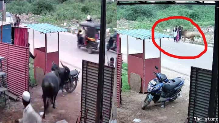 ರಸ್ತೆಯಲ್ಲಿ ಹೊರಟಿದ್ದ ವಿದ್ಯಾರ್ಥಿನಿಯರ ಮೇಲೆ ಗೂಳಿ ದಾಳಿ; ಎದೆ ಝಲ್ ಎನಿಸುವ ದೃಶ್ಯ ಸಿಸಿಟಿವಿಯಲ್ಲಿ ಸೆರೆ ರಸ್ತೆಯಲ್ಲಿ ಹೊರಟಿದ್ದ ವಿದ್ಯಾರ್ಥಿನಿಯರ ಮೇಲೆ ಗೂಳಿ ದಾಳಿ; ಎದೆ ಝಲ್ ಎನಿಸುವ ದೃಶ್ಯ ಸಿಸಿಟಿವಿಯಲ್ಲಿ ಸೆರೆ