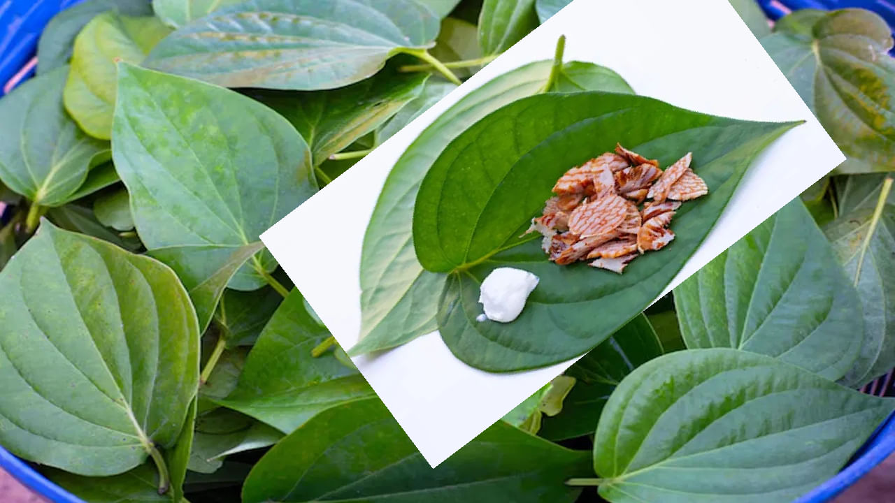 Chewing Betel Leaves: ಎಲೆ ಅಡಿಕೆ ಜಗಿಯುವುದರಿಂದ ಇಷ್ಟೆಲ್ಲಾ ಪ್ರಯೋಜನಗಳಿವೆಯಾ?