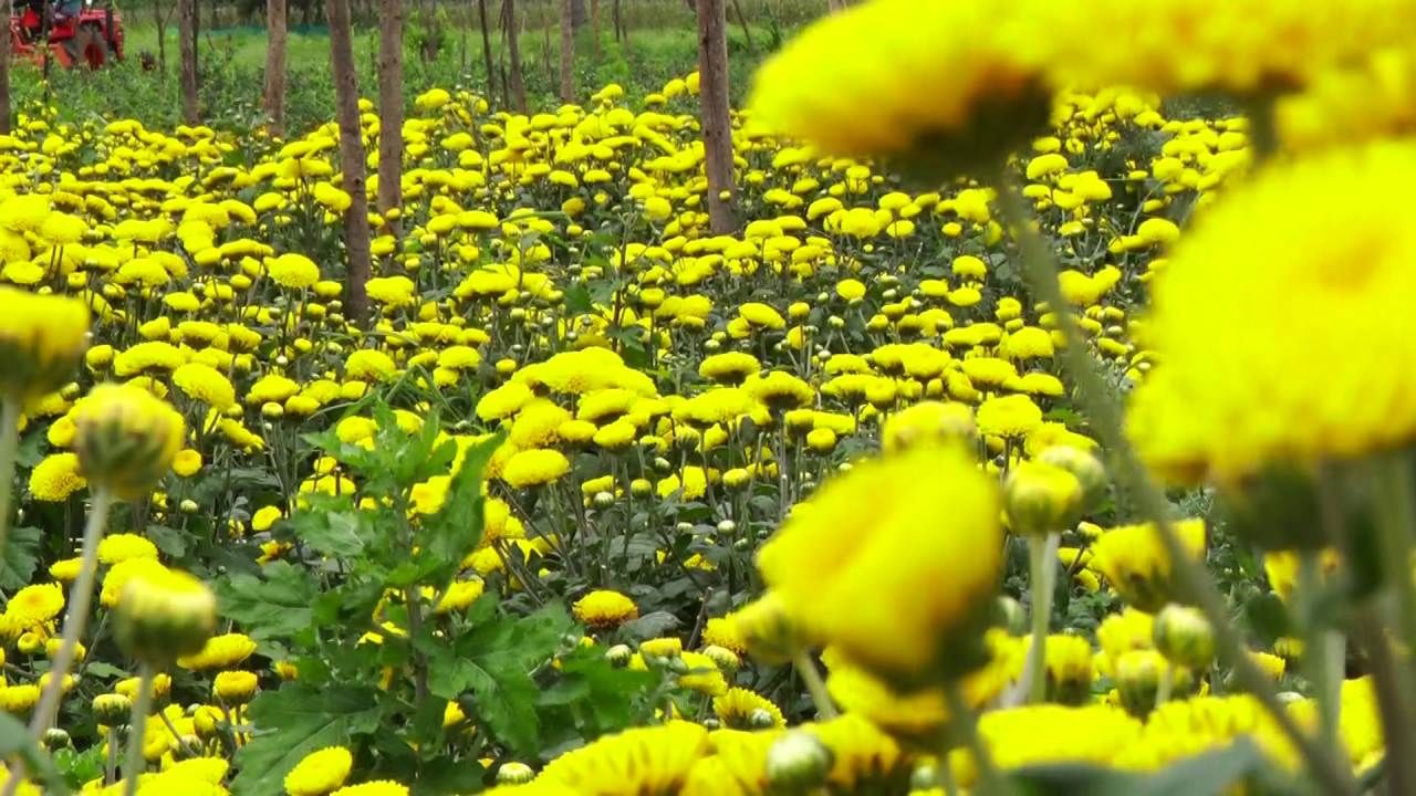 Flower prices fall by Rs 5-10 rs in chikkaballapur over Pitru Paksha Effect kannada news