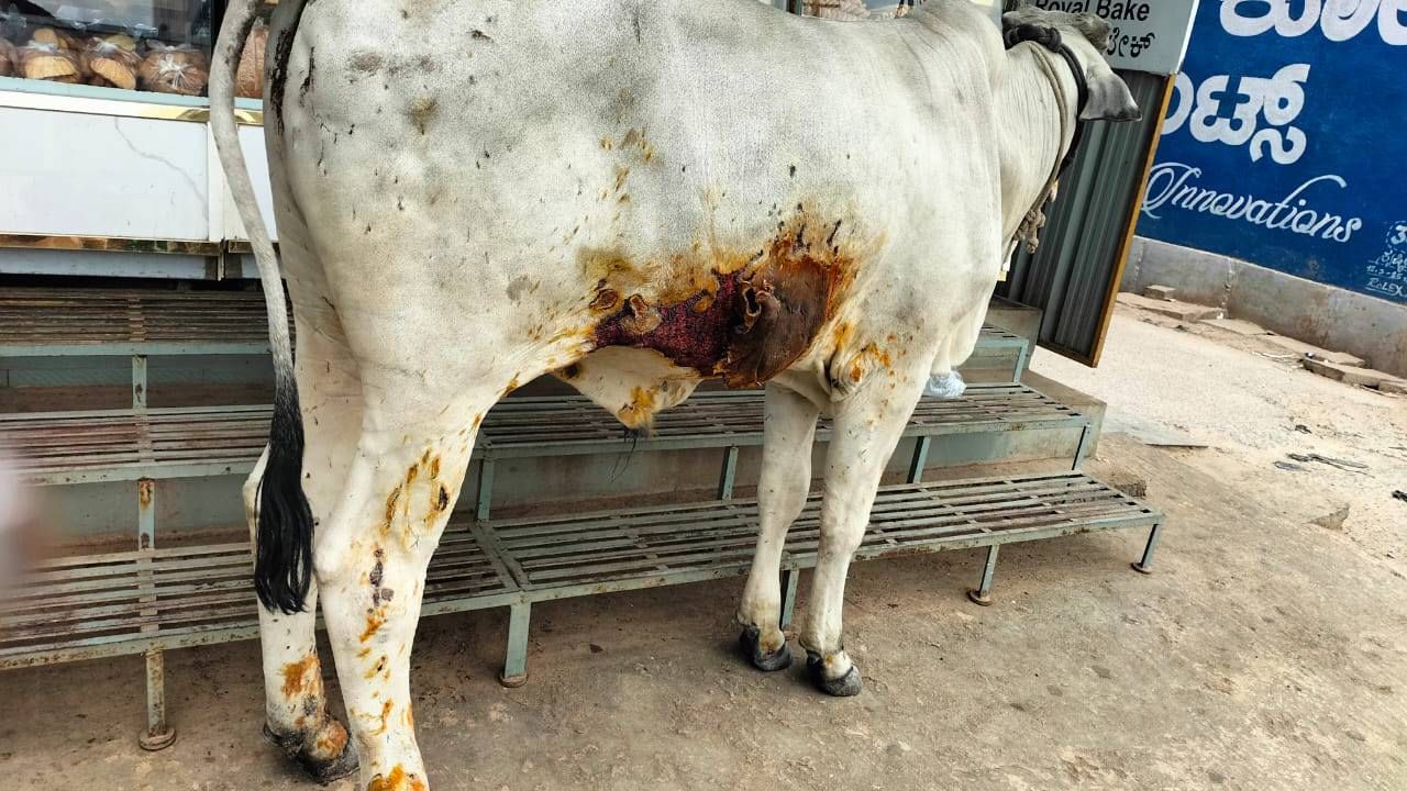 Miscreants put acid and boiled oil on the cow in Kolar