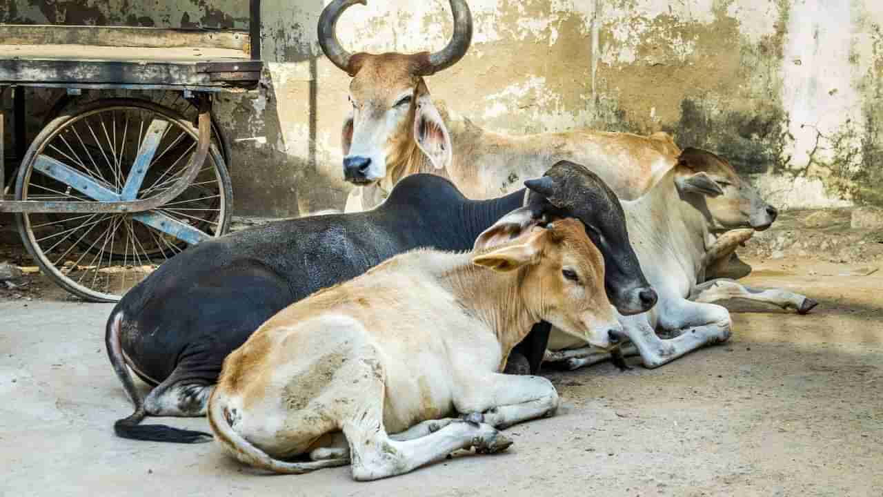 ಮಧ್ಯಪ್ರದೇಶ: ವೇಗವಾಗಿ ಬಂದು ಗೋವುಗಳ ಮೇಲೆ ಹರಿದ ಟ್ರಕ್, 16 ಹಸುಗಳು ಸಾವು