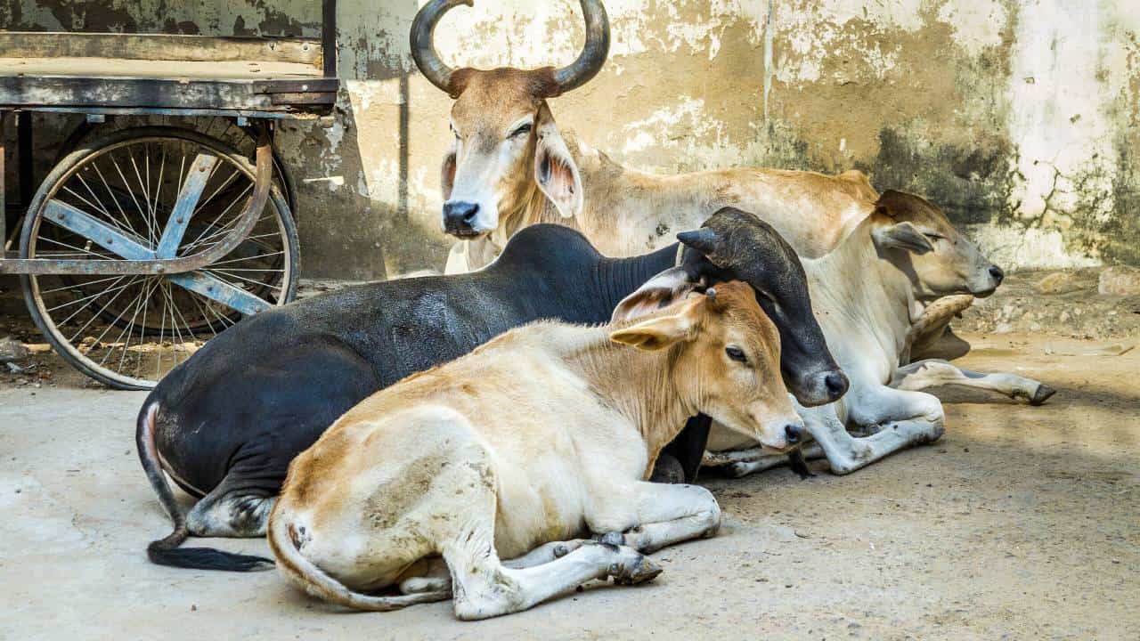 ಮಧ್ಯಪ್ರದೇಶ: ವೇಗವಾಗಿ ಬಂದು ಗೋವುಗಳ ಮೇಲೆ ಹರಿದ ಟ್ರಕ್, 16 ಹಸುಗಳು ಸಾವು ಮಧ್ಯಪ್ರದೇಶ: ವೇಗವಾಗಿ ಬಂದು ಗೋವುಗಳ ಮೇಲೆ ಹರಿದ ಟ್ರಕ್, 16 ಹಸುಗಳು ಸಾವು