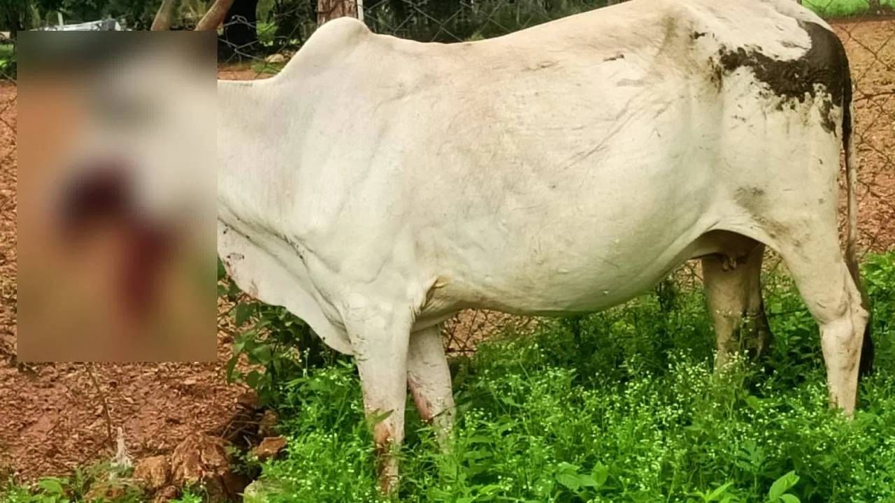 Miscreants put acid and boiled oil on the cow in Kolar