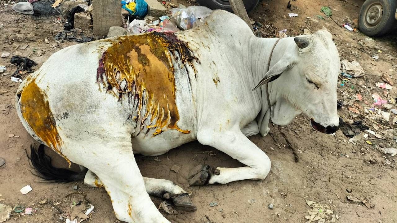 Miscreants put acid and boiled oil on the cow in Kolar