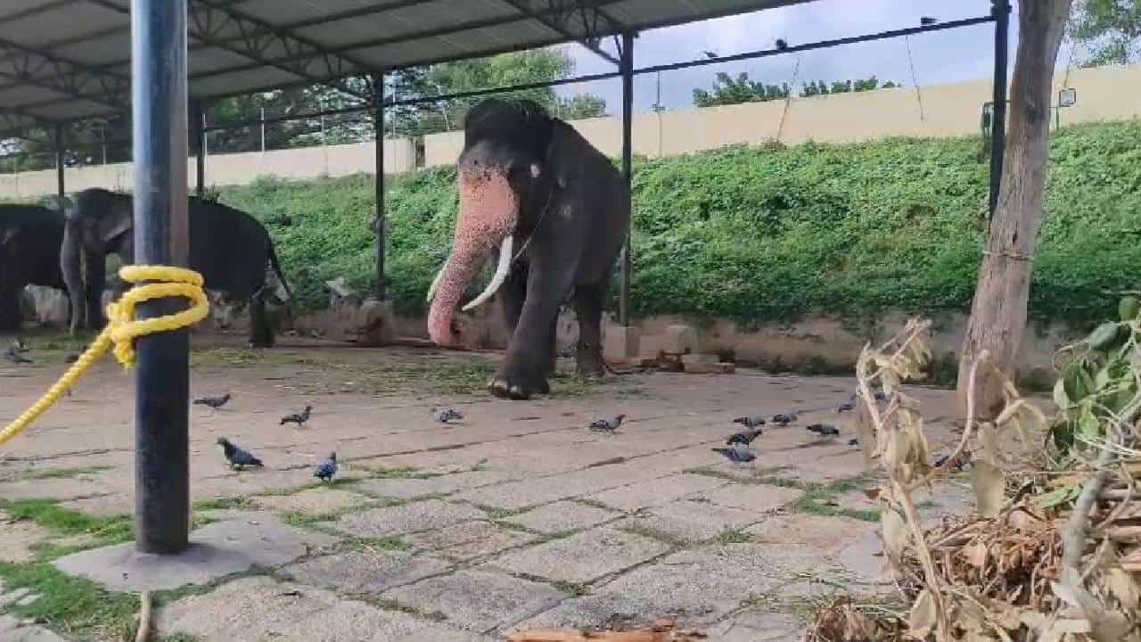 ಪಾರಿವಾಳಕ್ಕೆ ಆಹಾರ ಹಾಕುವುದಕ್ಕೆ ಬ್ರೇಕ್: ಮೈಸೂರು ದಸರಾ ಆನೆಗಳಿಗೆ ಸಂಕಷ್ಟ! ಪಾರಿವಾಳಕ್ಕೆ ಆಹಾರ ಹಾಕುವುದಕ್ಕೆ ಬ್ರೇಕ್: ಮೈಸೂರು ದಸರಾ ಆನೆಗಳಿಗೆ ಸಂಕಷ್ಟ!
