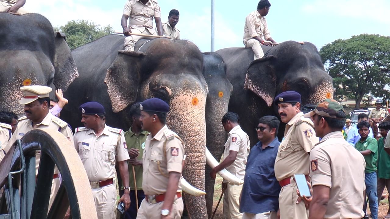 Mysuru Dasara 2024 Gajapade Talimu, elefantes e cavalos em treinamento de fogos de artifício, veja as fotos aqui