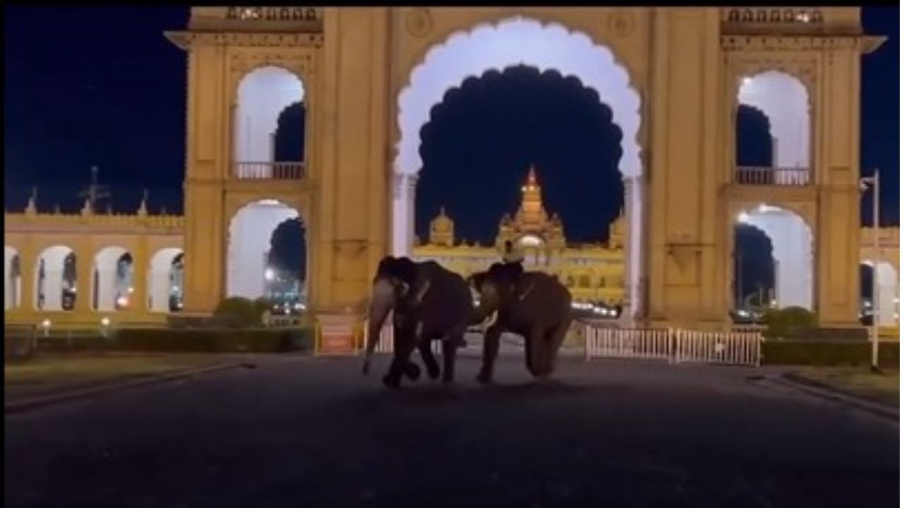 Mysuru dasara elephants fight in Palace premises: What really happened? Here is the detailed information in Kannada