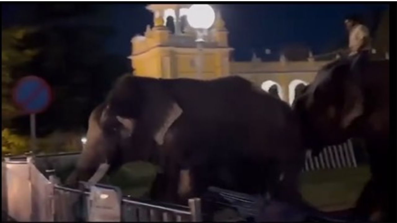 Mysuru dasara elephants fight in Palace premises: What really happened? Here is the detailed information in Kannada