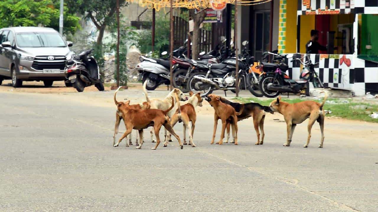 ನಾಯಿಗಳ ದಾಳಿ: ಕರ್ನಾಟಕದಲ್ಲಿ ಈವರೆಗೂ 12ಕ್ಕೂ ಹೆಚ್ಚು ಜನರು ರೇಬಿಸ್ಗೆ ಬಲಿ! ನಾಯಿಗಳ ದಾಳಿ: ಕರ್ನಾಟಕದಲ್ಲಿ ಈವರೆಗೂ 12ಕ್ಕೂ ಹೆಚ್ಚು ಜನರು ರೇಬಿಸ್ಗೆ ಬಲಿ!