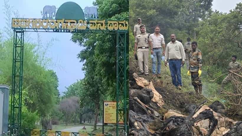 ಒಂದೇ ವಾರದಲ್ಲಿ 3 ಆನೆಗಳ ಕಳೇಬರ ಪತ್ತೆ: 20 ದಿನದೊಳಗೆ ಸೂಕ್ತ ಕಾರಣ ನೀಡುವಂತೆ ಆರ್ಎಫ್ಓಗೆ ನೋಟಿಸ್