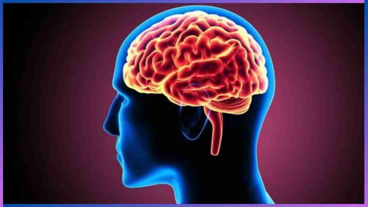 Superfoods for Brain Health: ಮೆದುಳು ಕಂಪ್ಯೂಟರ್​​ಗಿಂತ ವೇಗವಾಗಿ ಕೆಲಸ ಮಾಡಬೇಕಾದರೆ ಈ ಆಹಾರ ಸೇವನೆ ಮಾಡಿ