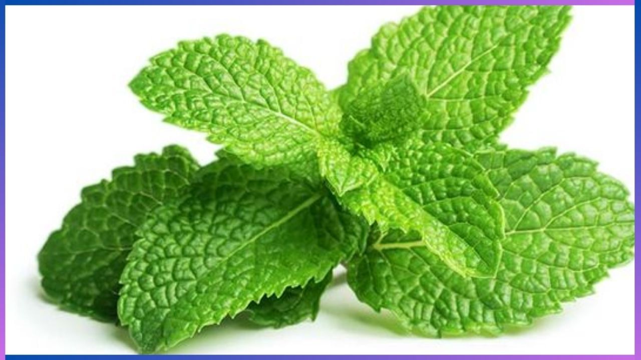 Mint Leaves: ಈ ಎಲೆ ಸೇವನೆ ಮಾಡುವುದರಿಂದ ಕ್ಯಾನ್ಸರ್ ತಡೆಯಬಹುದು